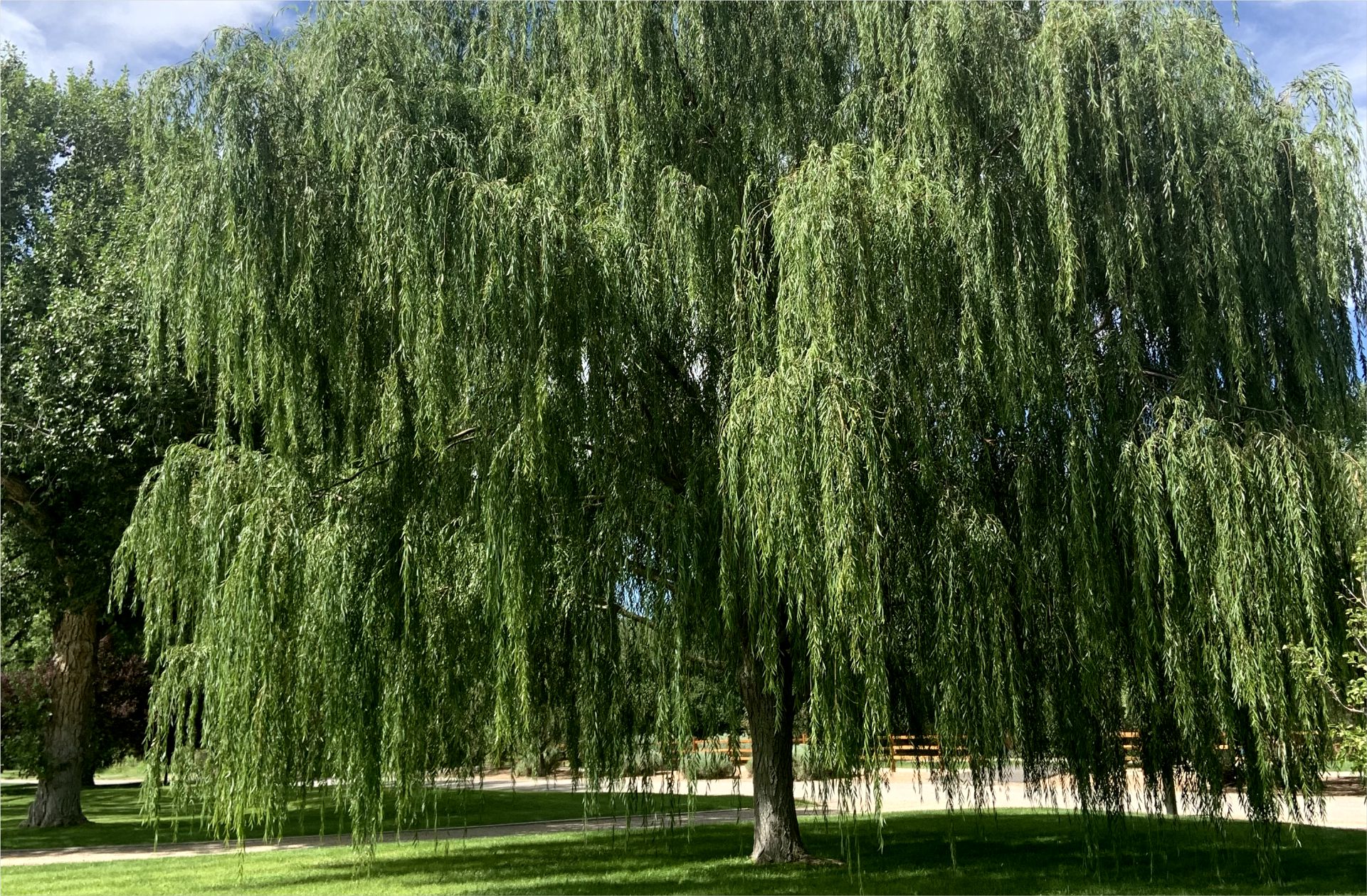 Emergency tree services and stump grinding